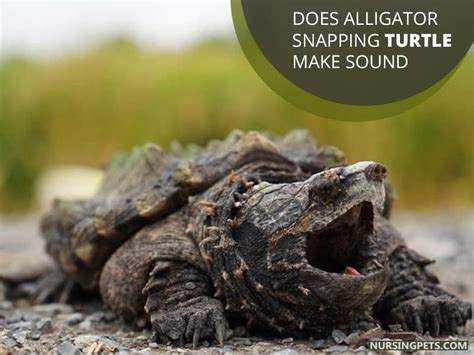 Do Snapping Turtles Make Noise Nursing Pets