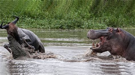 Hippo Vs Crocodile Vs Buffalo Animal Attack Dailymotion Video
