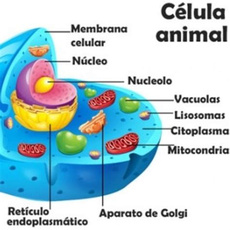 1 Organulos De La Celula Eucariota Flashcards Images