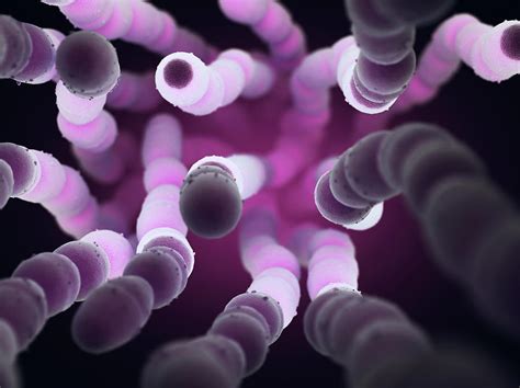 Streptococcus Pneumoniae Bacteria Photograph By Ktsdesign Science Photo