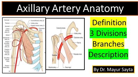 Axillary Artery Anatomy Youtube