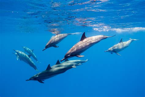 Best Places To See Dolphins On The Big Island Living Ez