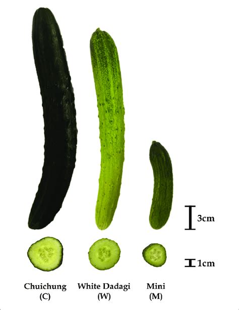Photographs Of Representative Ripe Fruit Of The Three Cucumber Download Scientific Diagram