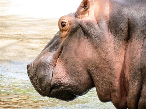 Hippopotamus Photography By Gaurav Singh Grv Creative By Creation