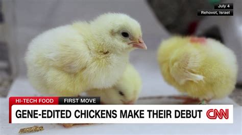 Gene Edited Chickens To Help With The Food Chain Cnn Video