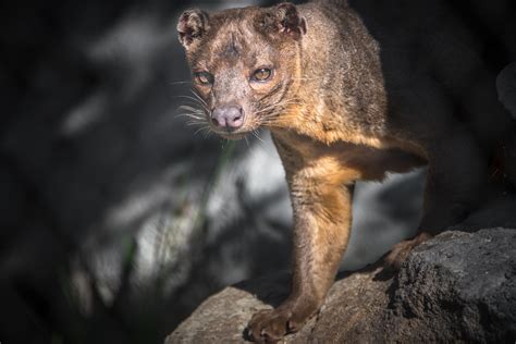 On The Prowl Adult Male Fossa Cryptoprocta Ferox Named Flickr
