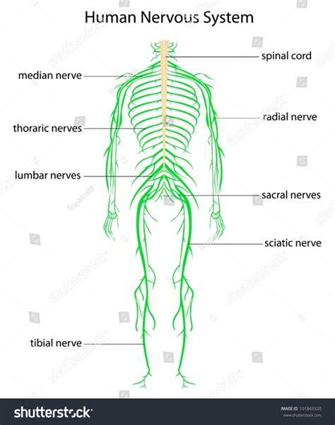 Illustration Human Nervous System Labels Stock Vector
