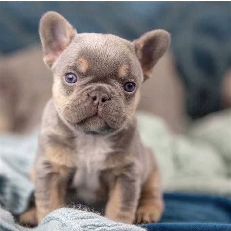 25 French Bulldog Puppies Cute Pic Bleumoonproductions