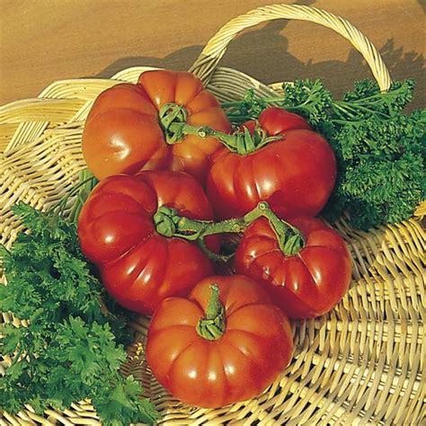 Top Ten Tomatoes In The Garden Garden The Moment Magazine