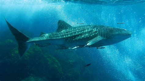 Whale Sharks In Thailand Best Diving Spots To See Whale Sharks