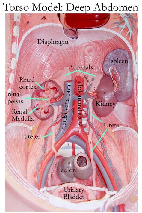 Human torso body model anatomy anatomical medical internal organs for teaching. Biology 2404