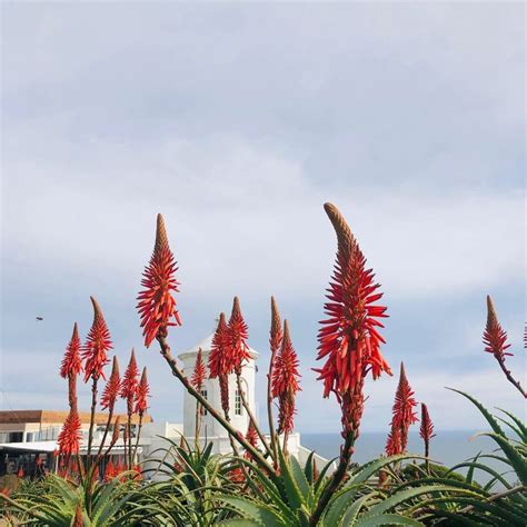 Aloe Flowers Piriapolis Uruguay Plants