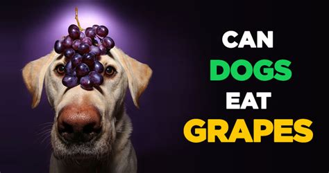 Dogs love eating people food, and there are plenty of fruits and vegetables they can safely enjoy. Can Dogs Eat Grapes: Raisin The Alarm on Grape Toxicity in ...