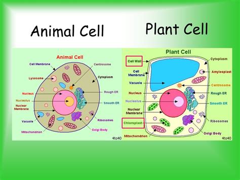 Animal and plant cell jeopardy. Parts of a Cell. - ppt video online download | Animal cell ...