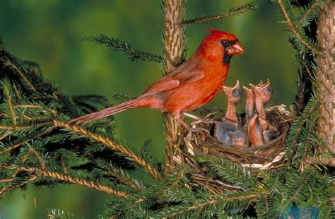 Cardinal Bird Description And Facts Britannica