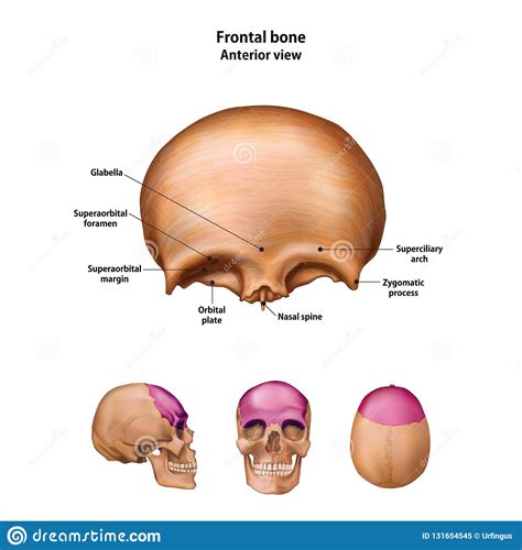 Frontal Bone. with the Name and Description of All Sites Stock ...