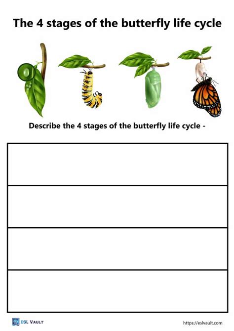 Free Pdf Butterfly Life Cycle Worksheets Esl Vault