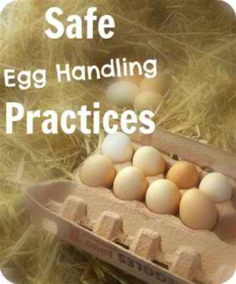 Egg Handling Instructions Printable