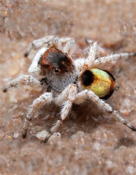 Seven New Species Of Peacock Spider Discovered In Australia