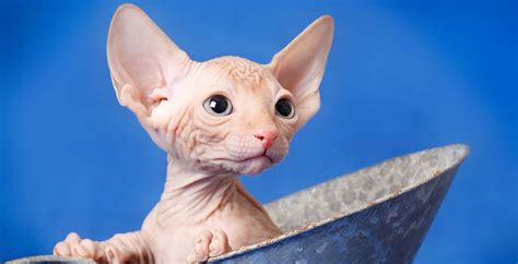 Red Tabby Sphynx This Is What My Baby Looks Like 39 Days Until He Can