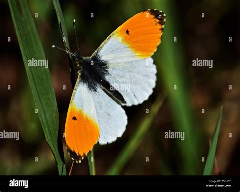 Orange Tip Butterfly Anthocharis Cardamines Stock Photo Alamy