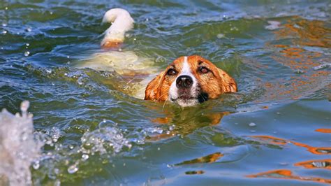 Is It Ok For Dogs To Swim In The Ocean