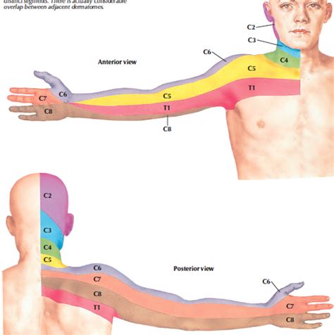 Myotomes And Dermatomes Flashcards Quizlet