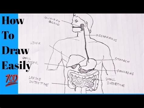 Details 149 Digestive System Drawing With Label Best Vn