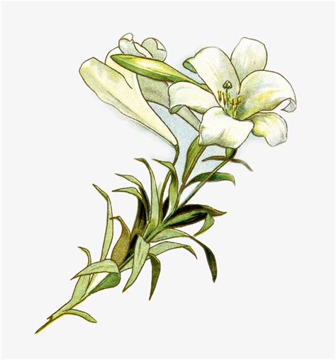 Top Easter Lily Stock Vectors Illustrations And Clip Art Clipart