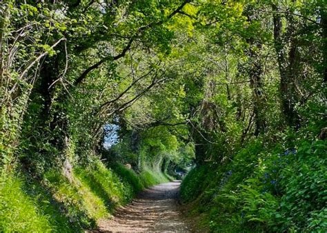 Where To Find A Fairytale Tree Tunnel In England A Life Away