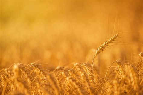 Wheat Crops In Agricultural Field Nufarm Canada