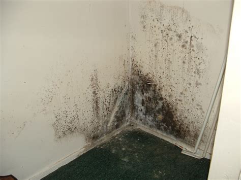 I'm going to teach you how to identify black mold luckily then word black mold is pretty descriptive and if it is in your bathroom or something like 1. Identify Mold in your Home | Affordable Waterproofing