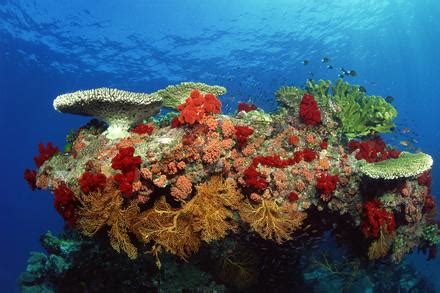 Segitiga terumbu karang atau disebut juga coral triangle merupakan wilayah perairan di daerah tropis dengan luas 5,7 km2 meliputi 6 negara yakni indonesia, malaysia, papua nugini, filipina, kepulauan solomon dan timor leste. Terumbu Karang di Malaysia | Cikgu Bada
