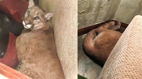 Woman From Oregon Returns Home Only To Find A Mountain Lion Sleeping On