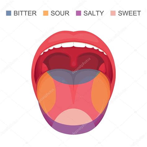 Vector Illustration Basic Taste Areas Human Tongue Sour Sweet Bitter
