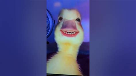 Duck With Teeth Youtube