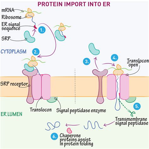 Cell Biology Glossary Protein Import To Endoplasmic Reticulum Ditki