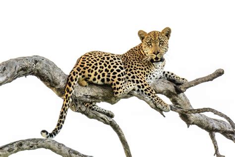 Leopard In A Tree Smithsonian Photo Contest Smithsonian Magazine