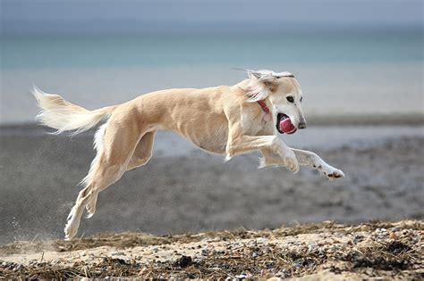13 Fastest Dog Breeds In The World Readers Digest