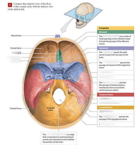 Superior View Of The Floor Of The Cranial Cavity Diagram Quizlet