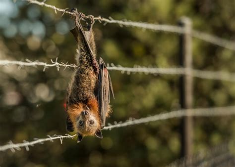 A Local Photographer Captures Stunning Images Of The Flying Foxes That
