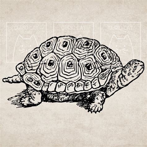 Vintage Turtle Illustration Clip Art Digital Download Etsy