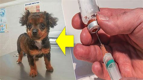This Abandoned Puppy Was About To Be Euthanized But The Vet Saw A Sign