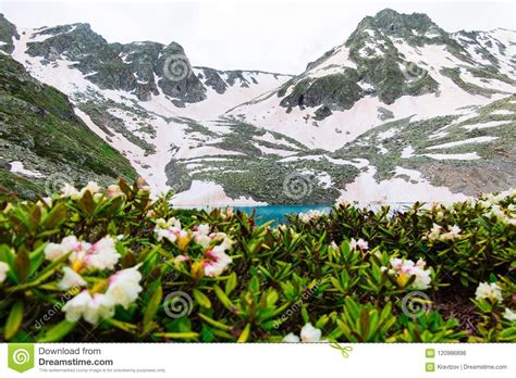 Mountain Spring Landscape With Blossoms Flowers Rhododendron And Blue