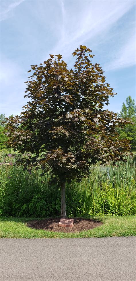 Acer Platanoides Royal Red Royal Red Norway Maple On