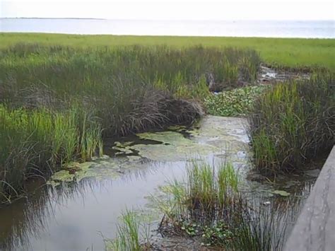 Salt Marsh Vegetation And Freshwater Outflow Esi W Fl Index 48
