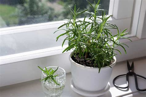 Can Rosemary Survive Winter 5 Tips For Keeping Your Favorite Herb Alive
