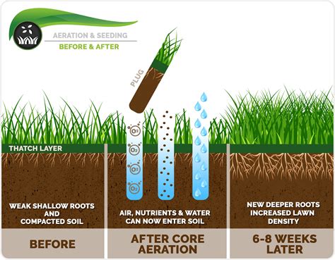 The Power And Importance Of Annual Lawn Aeration Moellers Lawn And Landscape