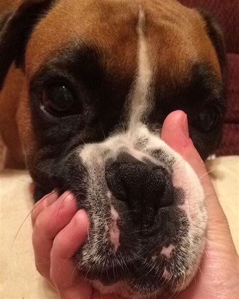 13 Of The Squishest Faced Dogs Youll Ever See