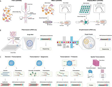 Single Cell Sequencing Cancer